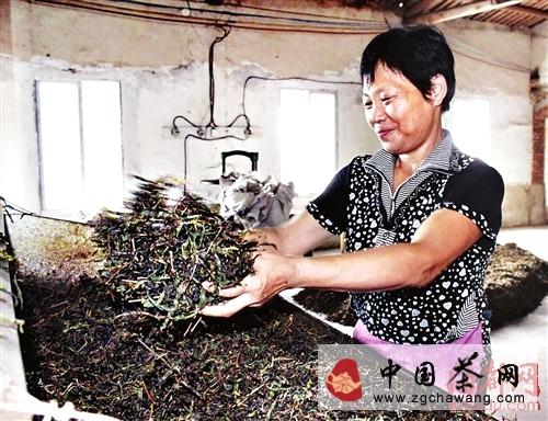 有关于莆田龟山茶园：皇家贡茶几经荒芜首收成(图)的热门资讯(3)