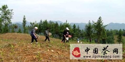 关于凤冈天桥乡荒山变茶园 致富有良方的新闻