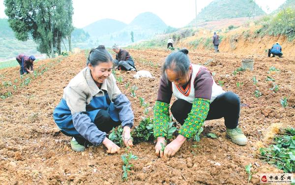 有关于印江掀起茶苗新植高潮的资讯