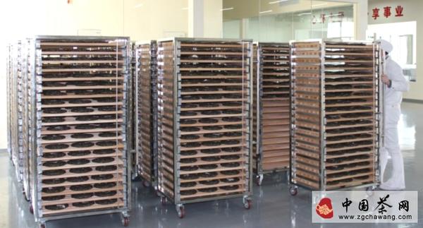 关于曼松贡茶：连皇帝都舍不得喝的茶的消息(3)