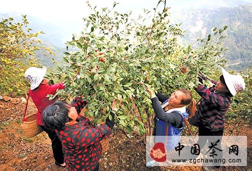 关于福安油茶喜获丰收的最新消息