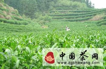 关于安溪铁观音的新闻
