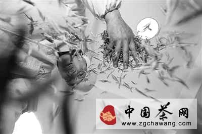 有关于茶局浅析：中国茶企的世界之路的最新消息
