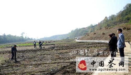 有关于竹山县无性系茶苗大田栽植使用“新技术”(图)的热门消息