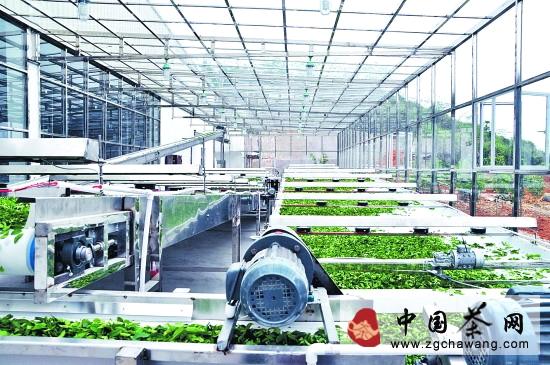 关于安溪明年将力推GAP认证 打造茶园“升级版”的新闻(1)