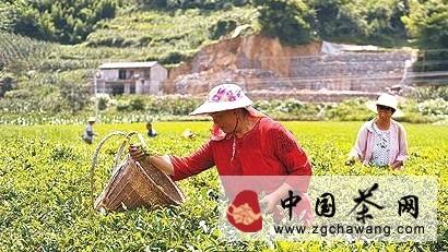 有关于宣恩茶农集中劳力抢抓时间采摘秋茶的新闻