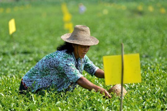 关于宣恩县茶园推广生物防虫成美丽风景的信息