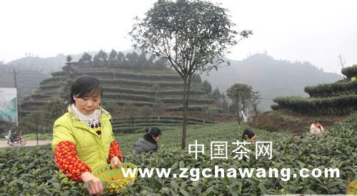有关于宜宾高县：春色满园茶飘香的热门新闻