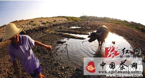 有关于长沙县63000多亩茶叶减产约30% 3600多亩绝收的热门新闻(1)