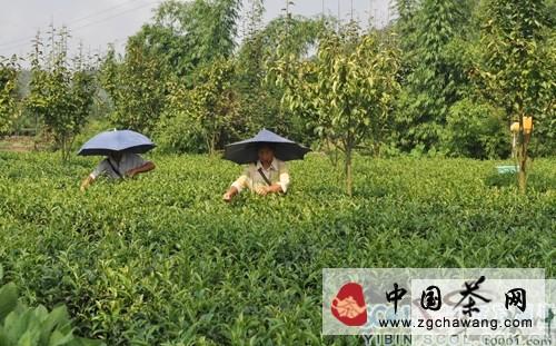 关于宜宾高县茶叶产值同比增长22.6%的新闻