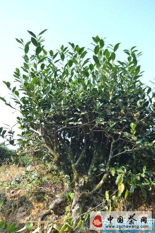 有关于安溪祥华乡有28株百年老茶树的资讯