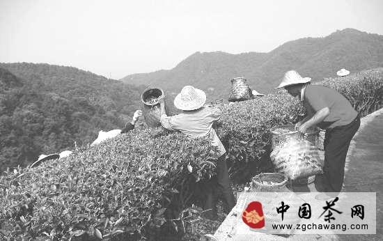 关于缺少降水 武夷冬茶或减产的最新信息