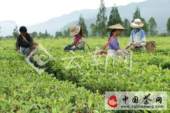 关于耿马全面推进茶产业发展 已呈现良好态势(图)的信息