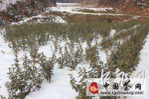 有关于丹江口市土关垭镇：大雪未影响到茶产业的最新消息(1)