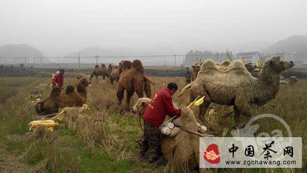 有关于“重走茶叶之路”驼友生活纪实【组图】的资讯(5)