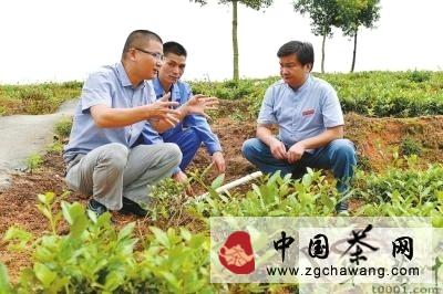 关于安溪县农技人员引导茶企发展有机茶的最新信息