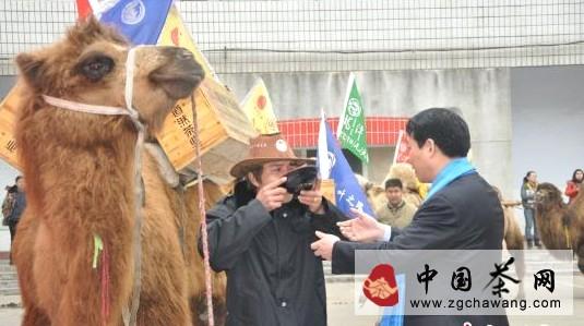 有关于“重走茶叶之路”驼队载茶行走11国的最新消息(1)