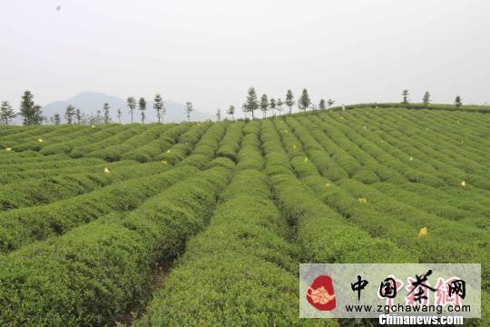 关于赤壁古镇羊楼洞欲复兴“老清茶”黑茶品牌的资讯