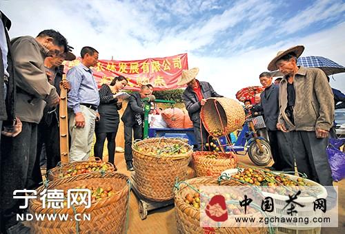 关于福安油茶喜获丰收的最新消息(1)