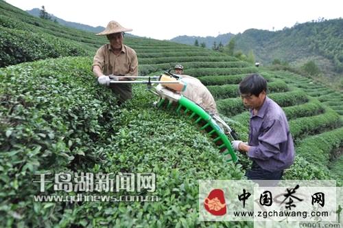 关于淳安临岐溪口茶厂首次投入碾茶生产的资讯