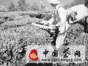 有关于浙江机械采茶有了新突破的热门资讯