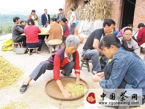 关于种植加工百合 年赚70多万的消息
