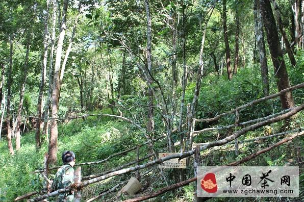 有关于解密生命之叶曼松贡茶三大真相的消息(1)