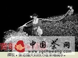 有关于高温致安吉白茶受损严重 茶农通宵9天为茶树浇水的热门新闻
