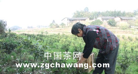 有关于宜宾高县大屋村茶农初尝脱贫“茶味道”的最新消息