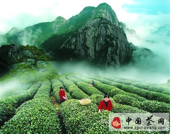 关于茶市动态：春茶3月上市 中端茶价格受挫的热门信息