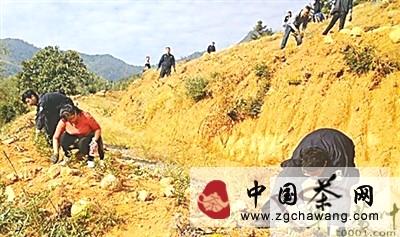 有关于武夷山对两处违规开垦茶山进行整治的资讯