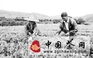 关于嵊州茶园旱情大大缓解 茶农灾后抓紧摘秋茶的热门资讯