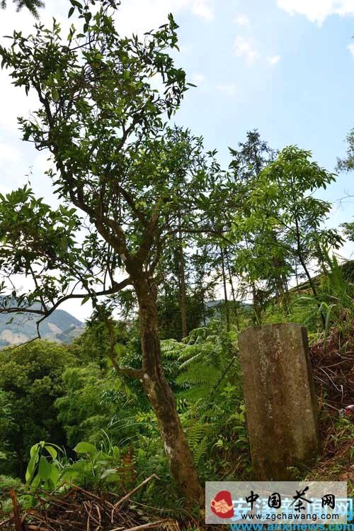 有关于安溪铁观音与茶文化系统迈上农业文化申遗路的热门消息