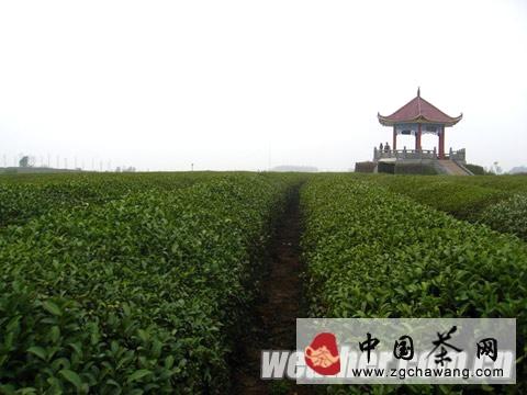有关于阴雨天气持续 江西茶叶采摘时间或推迟两三天的消息