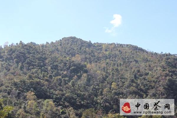 有关于给你不一样的曼松贡茶山的热门信息(4)