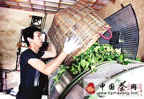有关于莆田龟山茶园：皇家贡茶几经荒芜首收成(图)的热门资讯(4)