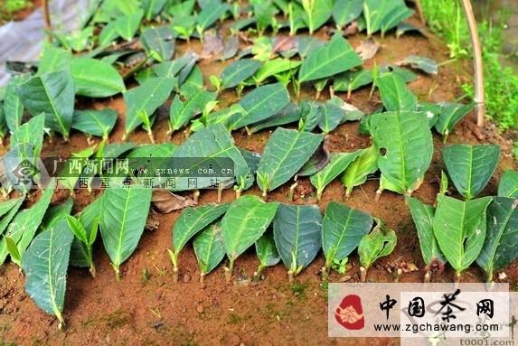 关于金秀县开展野生茶规模化推广种植的新闻