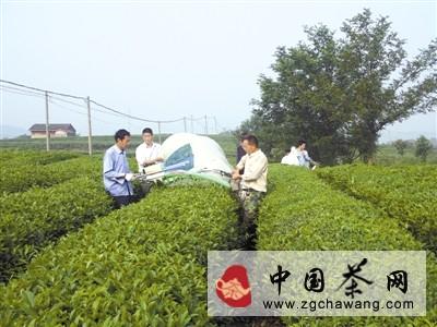 有关于新县茶产业发展正当时的热门消息