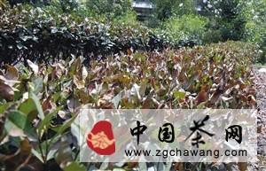 有关于明年“龙井”会减产 “绝收”不可能的最新消息(1)
