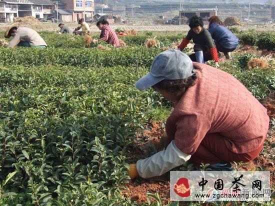 有关于福鼎点头茶苗始起苗调运的新闻