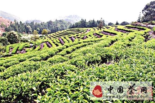有关于莆田龟山茶园：皇家贡茶几经荒芜首收成(图)的热门资讯