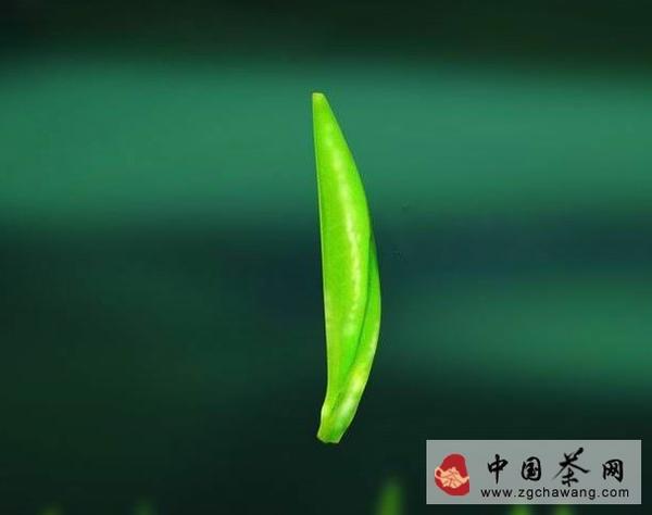 有关于焦聚：春茶即将上市，教你如何鉴别的最新资讯(3)