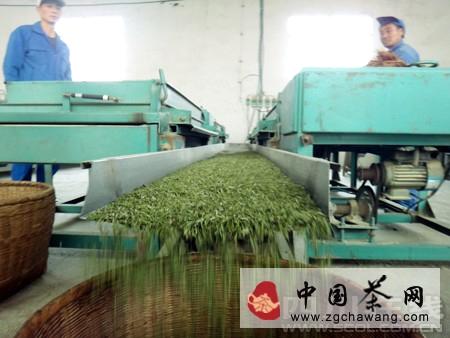 有关于2014年宜宾早茶采摘正式拉开帷幕的信息