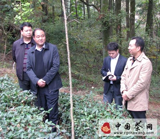 有关于南郑县领导深入乡镇检查调研茶产业开发工作的最新信息