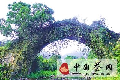 有关于建阳西坑庙：生态茶园兴起旅游热的最新资讯