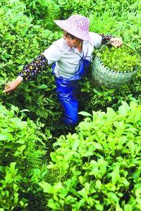 有关于“美丽中国·寻找福建最美茶乡”之福鼎行的热门新闻(2)
