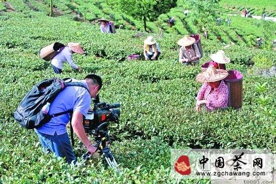 有关于央视直播安溪铁观音秋茶采摘盛况的最新信息