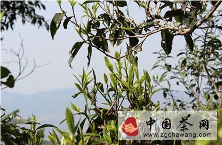 有关于和“南波娅”一起探秘曼松皇家贡茶园的信息(2)