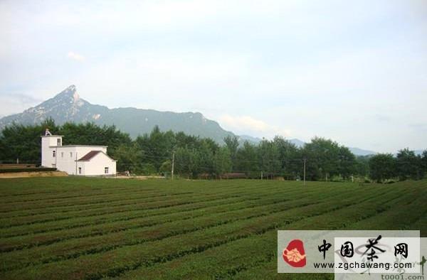 有关于岳西县冶溪镇茶叶灾年大获丰收的资讯
