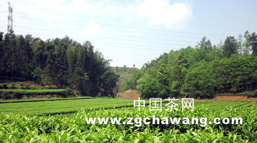 关于生态引领高县茶叶产业正阔步向前的消息